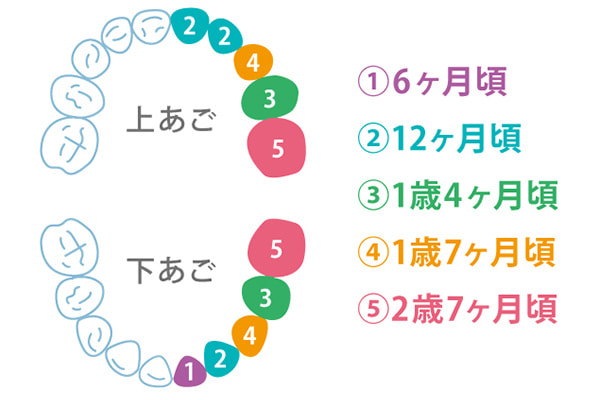 乳歯が生える順とタイミング